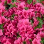 Rosa Rhododendron Obtusum Michiko Azalee, buschige Pflanze mit üppigen Blüten.
