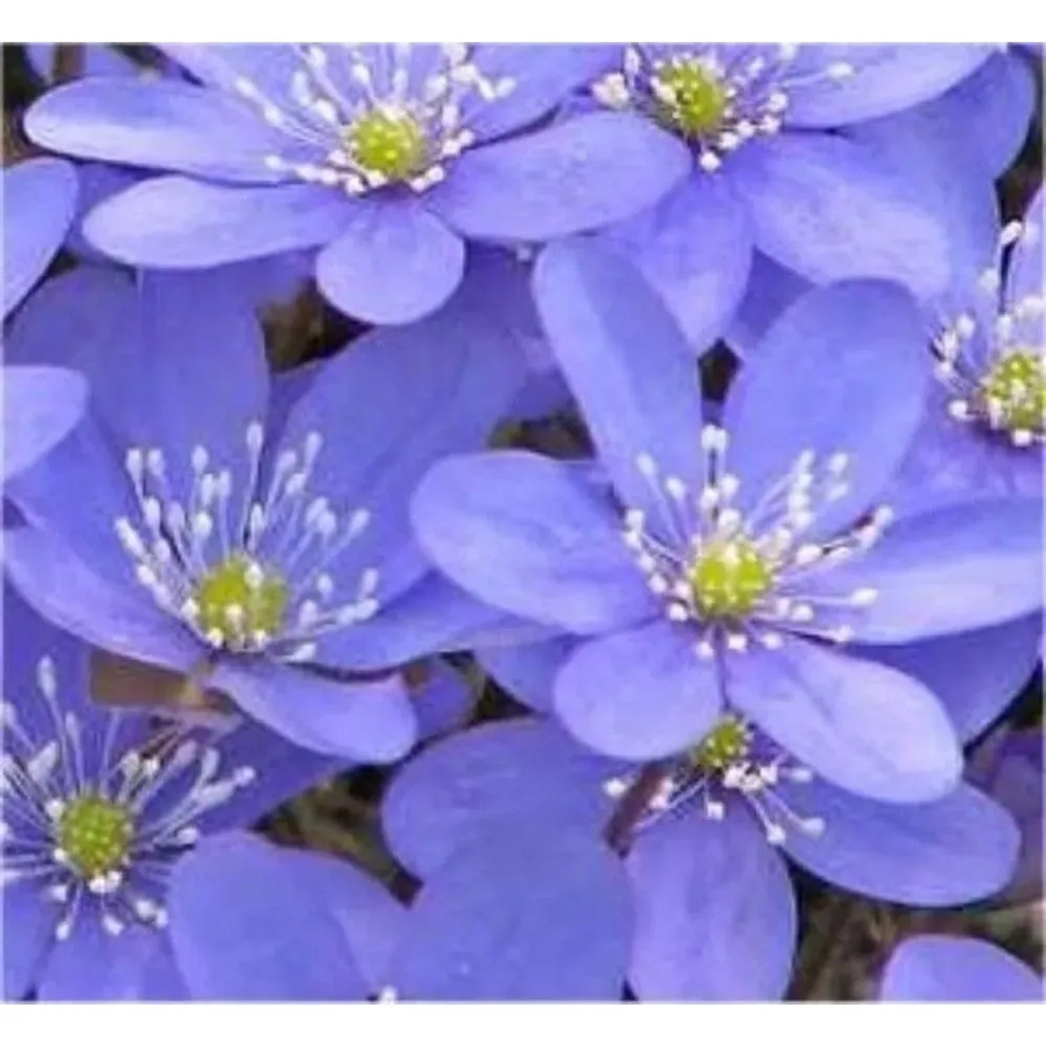 Leberblümchen - Hepatica nobilis