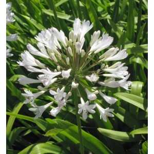 Nahaufnahme einer weißen Schmucklilie (Agapanthus africanus) im Garten. Blühende Staude.