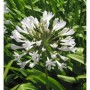 Nahaufnahme einer weißen Schmucklilie (Agapanthus africanus) im Garten. Blühende Staude.