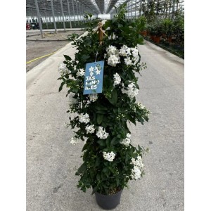 Sommerjasmin (Solanum jasminoides) im Topf, ca. 70 cm hoch, mit weißen Blüten. Ideal als Kübelpflanze.