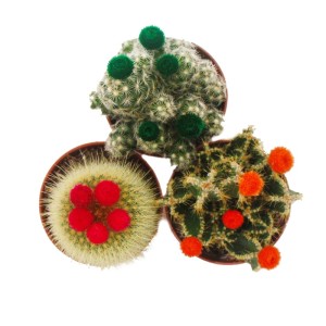 Exotenherz Kakteen-Set: 3 Kakteen mit bunten Strohblüten im 5,5cm Topf.