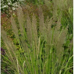 Diamant Reitgras (Calamagrostis brachytricha) im Garten, Stauden mit grünen Halmen und silbrigen Blütenständen.