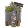Sukkulenten-Arrangement im grauen Keramiktopf (Ø 14cm) mit Holzfüßen und Deko-Schild.
