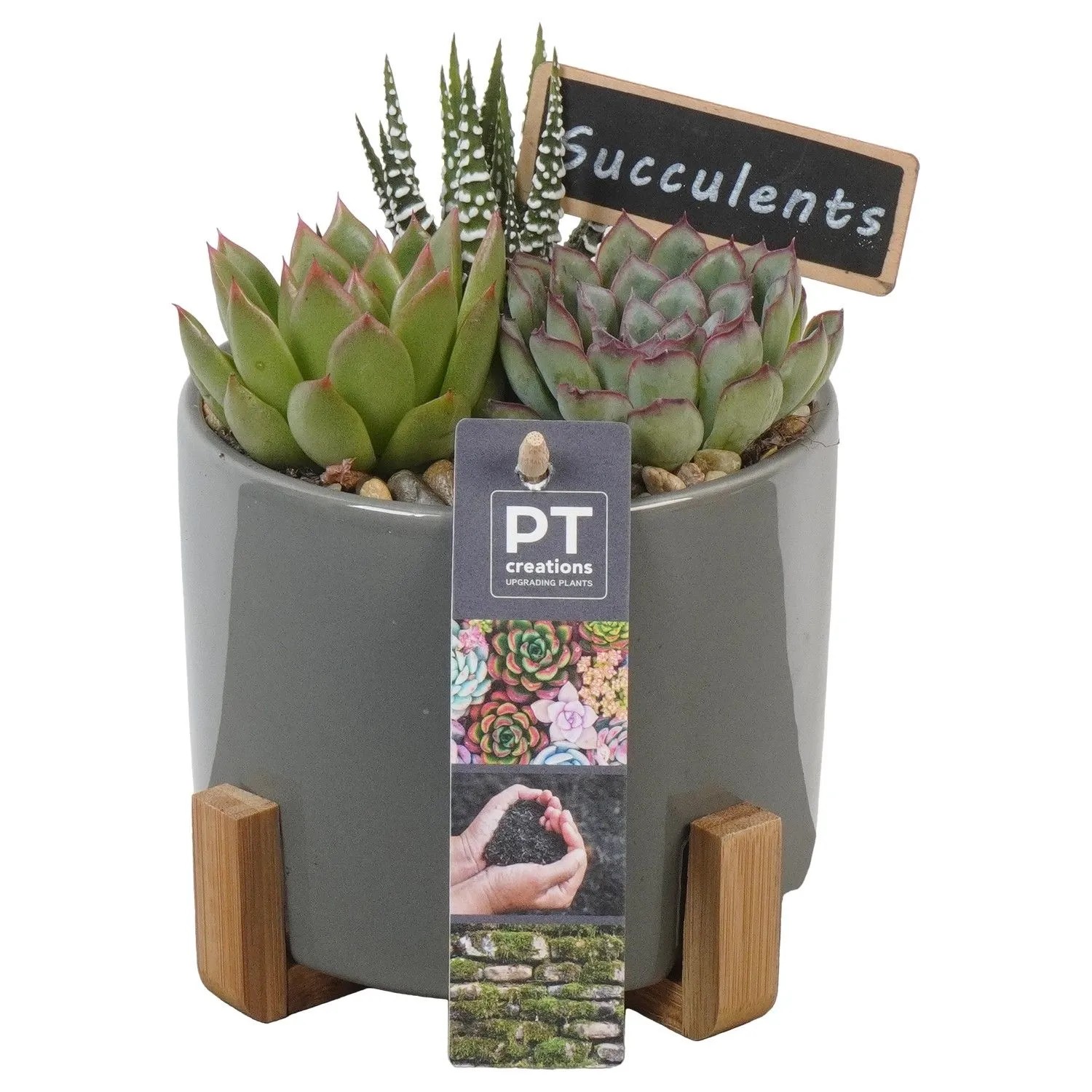 Sukkulenten-Arrangement im grauen Keramiktopf (Ø 14cm) mit Holzfüßen und Deko-Schild.