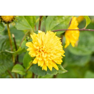 Gelbe Garten Sonnenblume 'Soleil D'or' im 11x11 cm Topf, Nahaufnahme der Blüte.