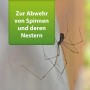 Spinne neben grünem Hinweisschild für Ardap Repell Spinnenspray zur Spinnenabwehr.