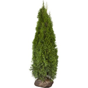 Lebensbaum "Smaragd" Set à 8 Stück Höhe ca. 200 - 220 cm Thuja occidentalis