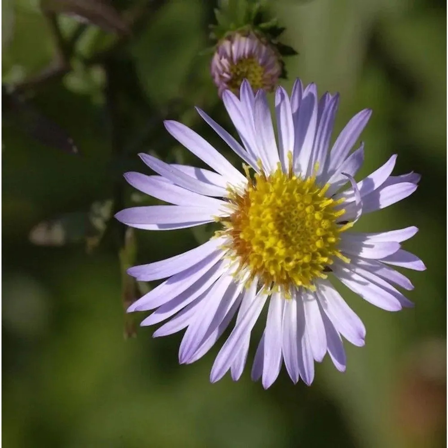 Herbstaster Ezo Murasaki - Aster ageratoides
