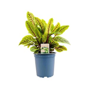 Blutampfer (Rumex Sanguineus) im 11x11 cm Topf mit roten Blattadern.