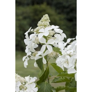 Rispenhortensie 'Kyushu' (80-100cm) mit weißen Blüten im Detail.