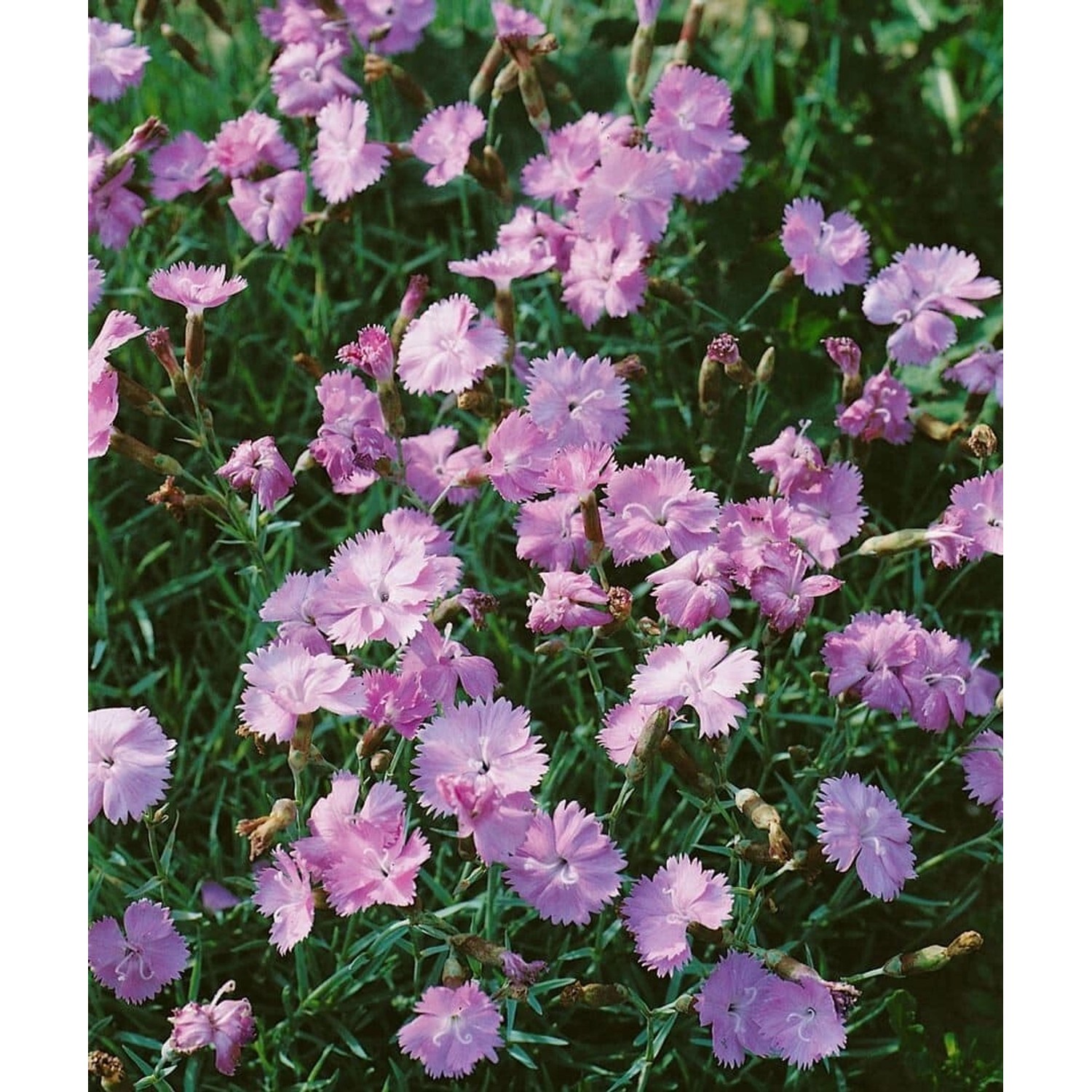 Dianthus Gratianop. Blauigel Pfingstnelke Ca. 9x9 cm Topf günstig online kaufen