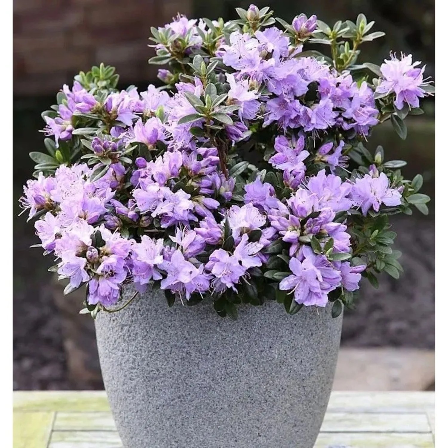 Zwerg Rhododendron Blaue Mauritius 15-20cm - Rhododendron impeditum - Zwerg Alpenrose