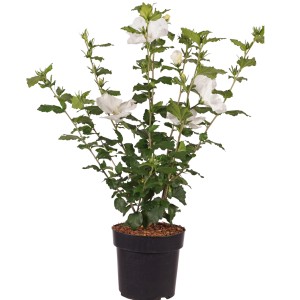 Garteneibisch Diana mit weißen Blüten im Topf, ca. 50-60 cm hoch.