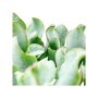 Nahaufnahme einer Crassula Arborescens Sukkulente im Topf. Exotenherz mit grünen Blättern.
