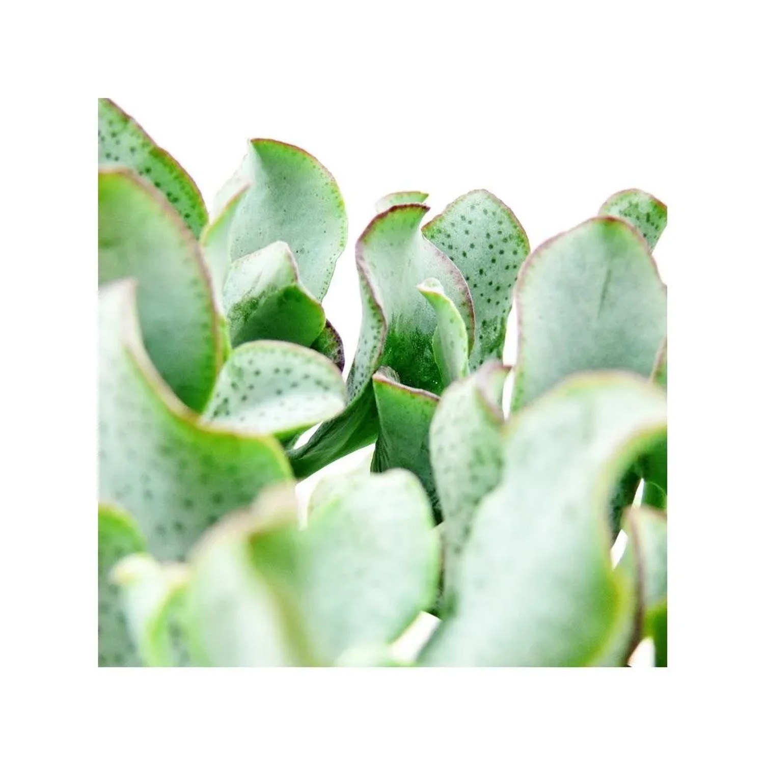 Nahaufnahme einer Crassula Arborescens Sukkulente im Topf. Exotenherz mit grünen Blättern.