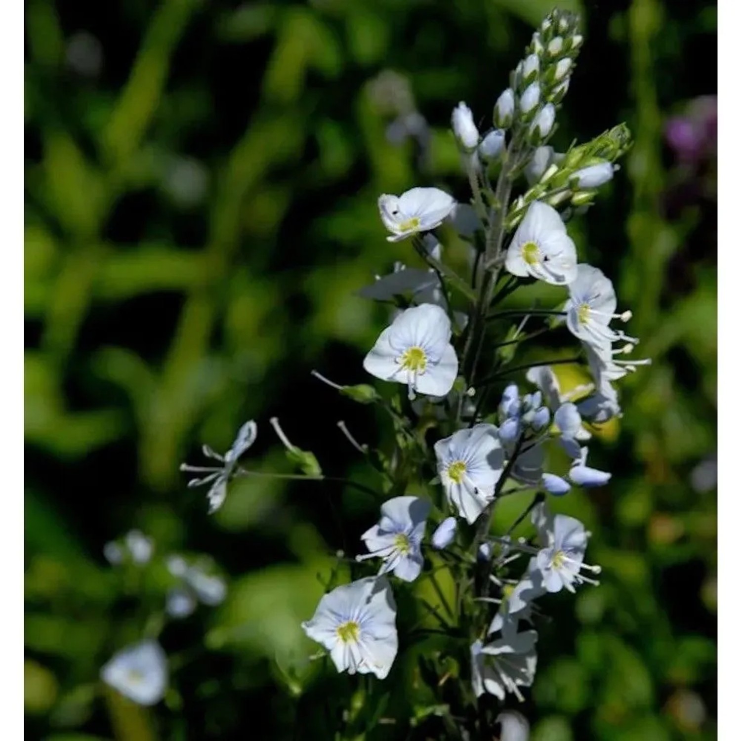 Enzianblättrige Veronica Robusta - Veronica gentianoides