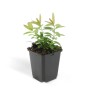 Kelchiges Johanniskraut im 9cm Topf, ein grüner Bodendecker für sonnige Standorte.