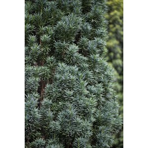 Immergrüne Säuleneibe 'Fastigiata Robusta' (160-180cm) als Heckenpflanze mit dichtem, dunkelgrünem Nadelkleid.