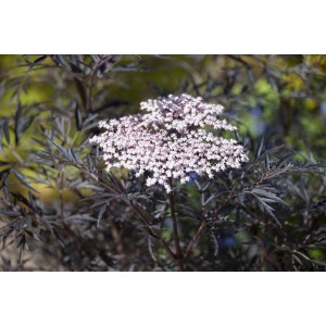 Dunkelroter Schwarzer Holunder Black Lace (Sambucus Nigra) mit zarten, weißen Blüten.