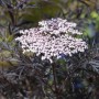 Dunkelroter Schwarzer Holunder Black Lace (Sambucus Nigra) mit zarten, weißen Blüten.