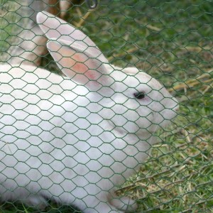 Weißes Kaninchen hinter grünem Karat Drahtzaun (Maschenweite 13mm) im Garten.