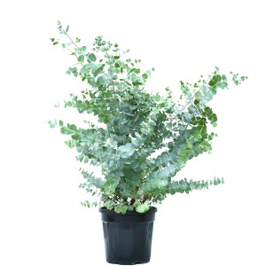 GROW by OBI Eukalyptus Azura im Topf, ca. 50-60cm hoch. Blaugummibaum mit silbrig-blauem Laub.