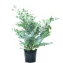 GROW by OBI Eukalyptus Azura im Topf, ca. 50-60cm hoch. Blaugummibaum mit silbrig-blauem Laub.