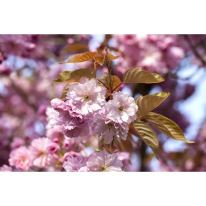 Nahaufnahme der rosa Blüten einer Prunus Subhirtella Accolade Zierkirsche.