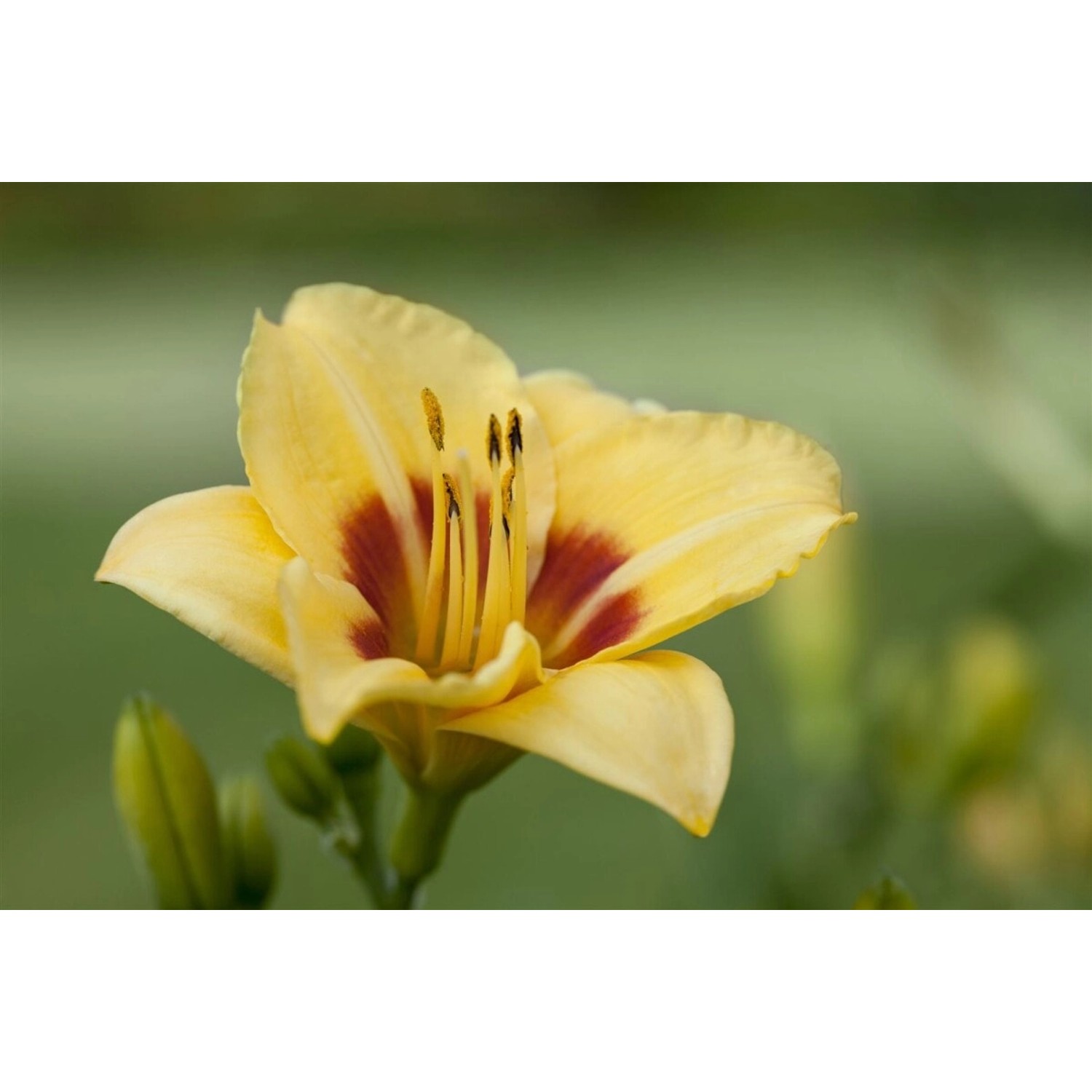 Hemerocallis X Cult. Little Cadet Taglilie Ca. 11x11 cm Topf günstig online kaufen