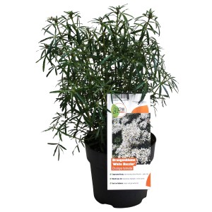 Orangenblume White Dazzler im Topf, ca. 30-40 cm hoch, immergrüner Zierstrauch.