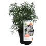 Orangenblume White Dazzler im Topf, ca. 30-40 cm hoch, immergrüner Zierstrauch.