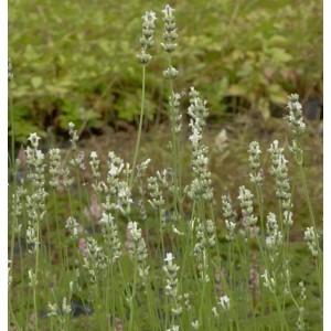 Lavendel Edelweiß (Lavandula intermedia) Staude mit weißen Blüten im Garten.