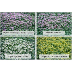 Themenset "Thymian-Spezial" Set à 12 Stück Topf ca. 9 cm
