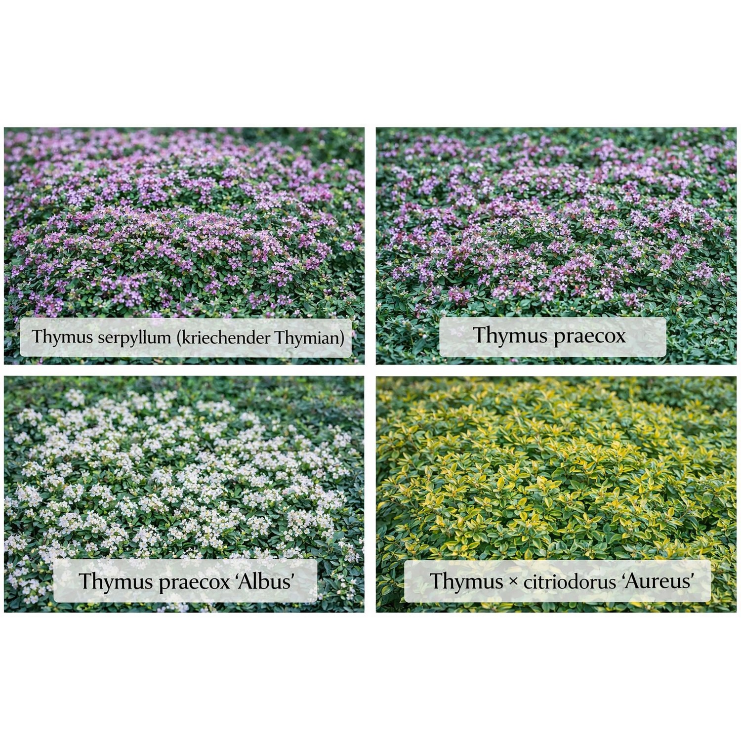 Themenset Thymian-Spezial: 4 Thymian Sorten im 9 cm Topf, ideal für Steingärten.
