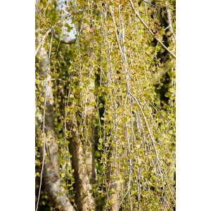 Hängender Katsurabaum (Cercidiphyllum japonicum Pendulum) mit grünen Blättern.