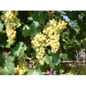 Weinrebe 'Phönix' mit reifen, goldgelben Trauben und grünen Blättern.