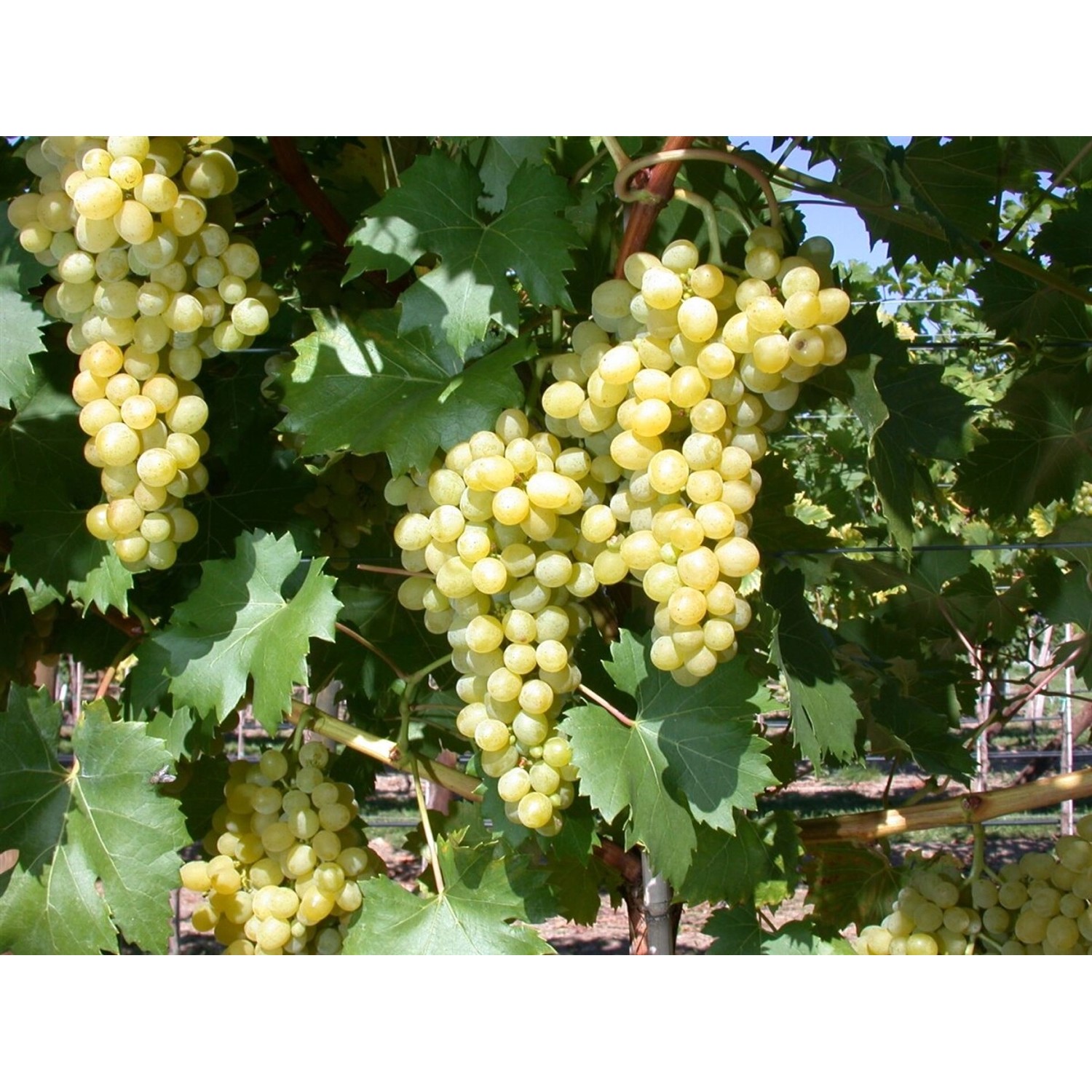 Vitis Vinifera Phönix Weinrebe 100–150 cm günstig online kaufen
