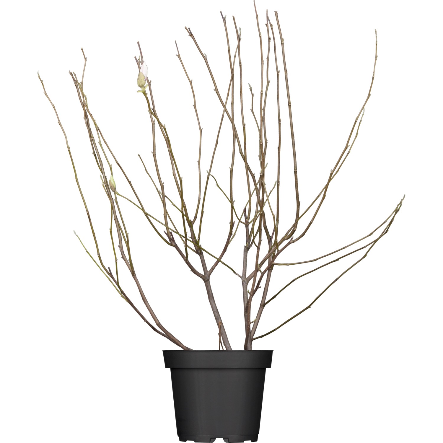 Magnolien Höhe ca. 100 - 120 cm Topf ca. 10 l Magnolia günstig online kaufen