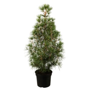 Japanische Schirmtanne (Sciadopitys verticilata), ca. 20-30 cm hoch, im Topf. Konifere mit grünen Nadeln.
