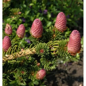 Zapfenfichte 'Lucky Strike' (Picea pungens) mit lilaroten Zapfen und grünen Nadeln.