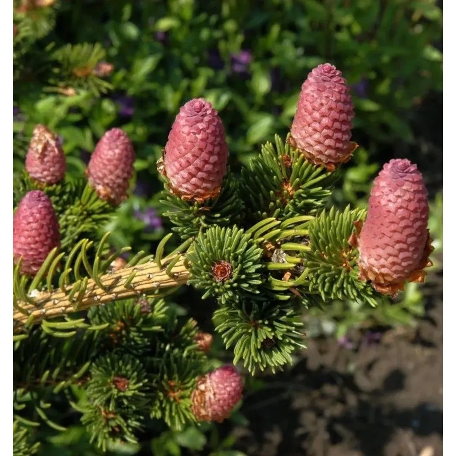 Zapfenfichte Lucky Strike 20-25cm - Picea pungens
