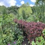Baumfink Rote Heckenberberitze im Garten, purpurrote Blätter, Topfpflanze.