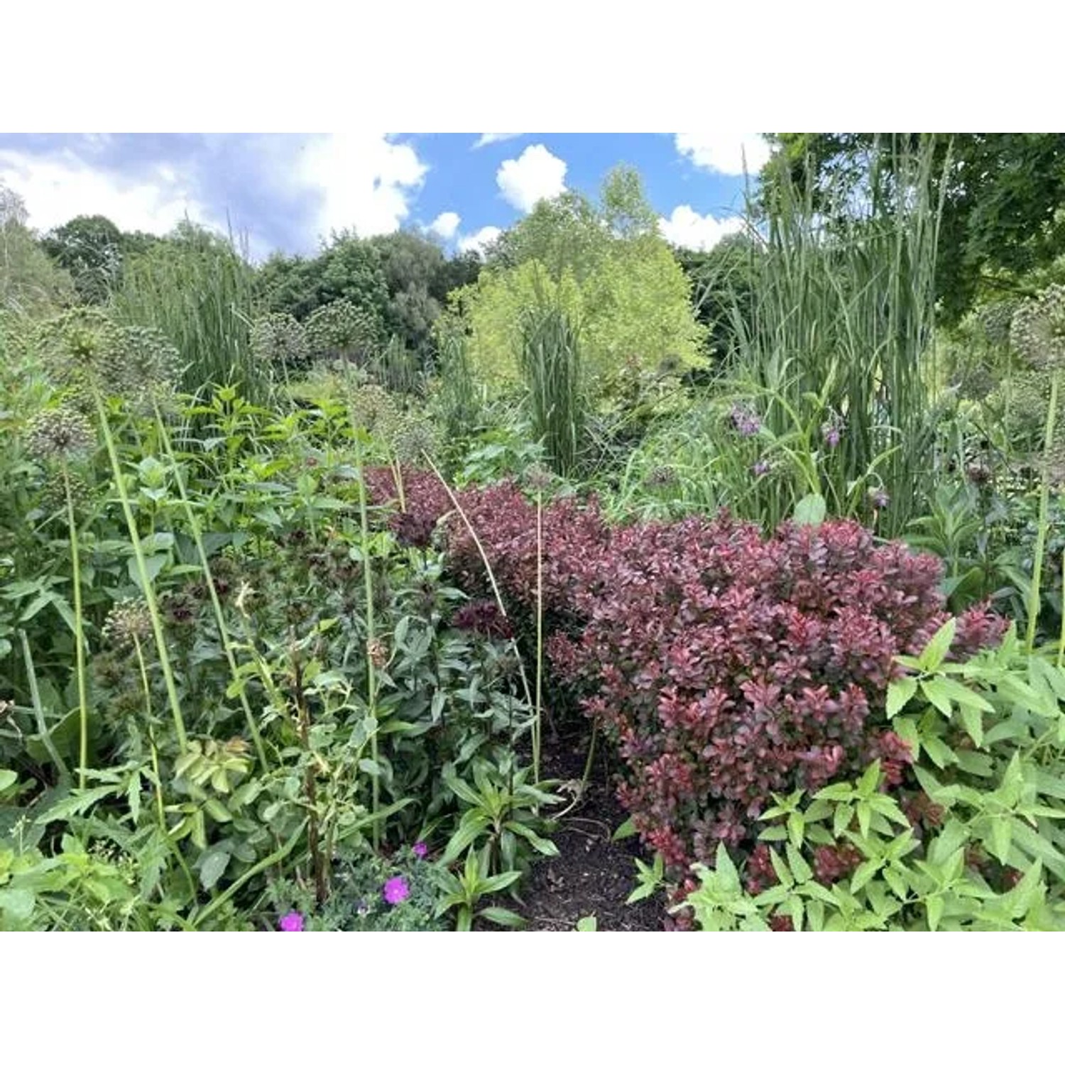Baumfink Rote Heckenberberitze im Garten, purpurrote Blätter, Topfpflanze.