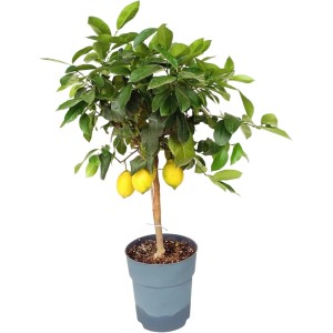 Kompakter Zitronenbaum (90cm) mit reifen, gelben Zitronen im Topf. Ideal für Balkon und Terrasse.