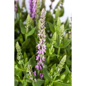 Rosa Steppen-Salbei (Salvia nemorosa) im Topf, Nahaufnahme der Blütenstände.