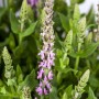 Rosa Steppen-Salbei (Salvia nemorosa) im Topf, Nahaufnahme der Blütenstände.