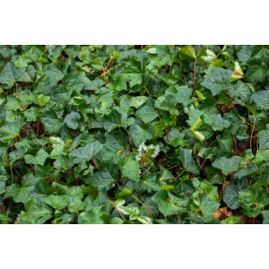 Nahaufnahme einer dichten, grünen Efeuhecke (Hedera) als Sichtschutz für Balkon und Terrasse.