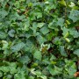 Nahaufnahme einer dichten, grünen Efeuhecke (Hedera) als Sichtschutz für Balkon und Terrasse.