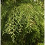 Detailaufnahme einer grünen Hänge-Scheinzypresse Intertexta (Chamaecyparis obtusa) mit Zapfen.